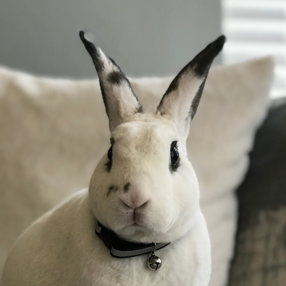 Meet your Posher, Ize